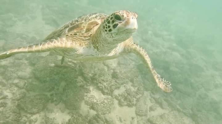 迪克韦勒 Jk House Turtle Point酒店 外观 照片